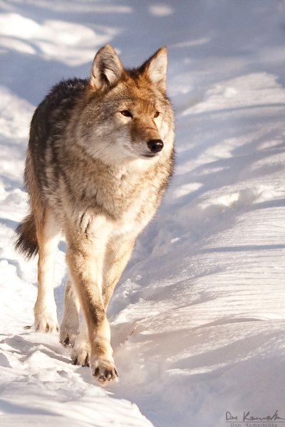 Coyote 2