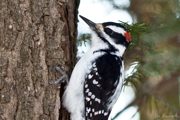 Woodpecker