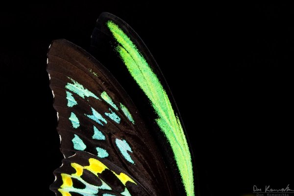 Wings