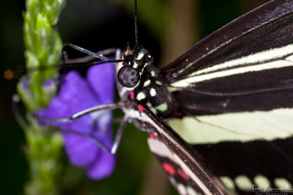 Foraging on the flowers