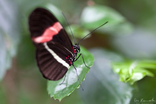 Butterfly in the green