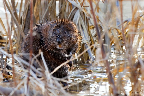 Muskrat in the reeds