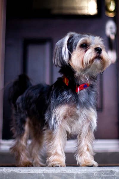 Max on the porch