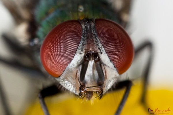 Eye to Eye - Even closer