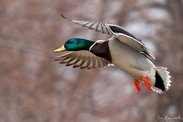 Mallard in flight 2