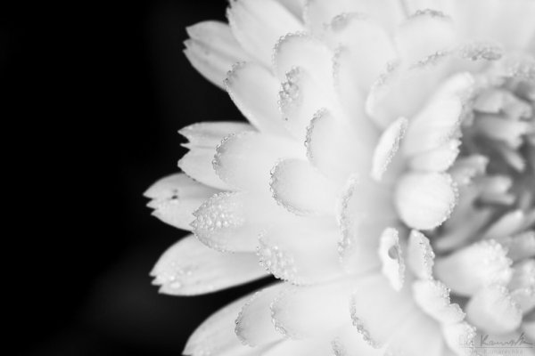 Flower Art