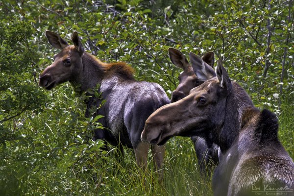Moose Family