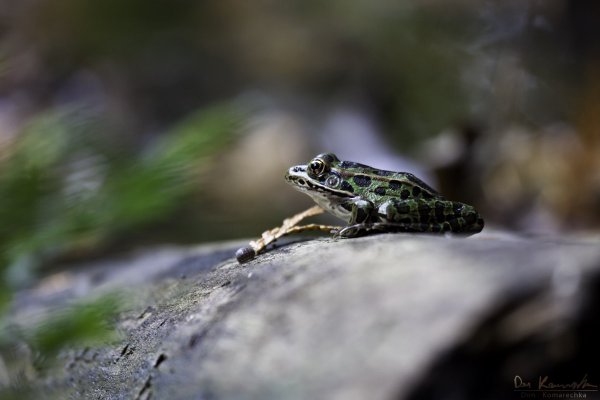 Frog on a log