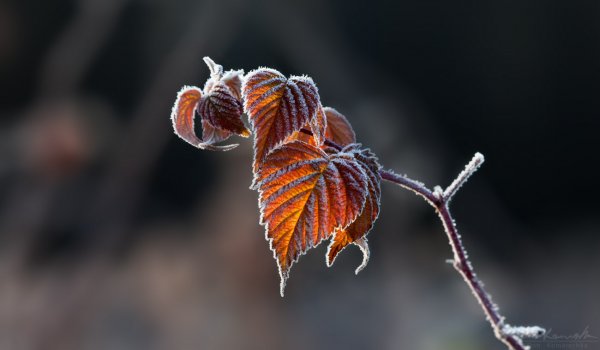 Frosty Leaves