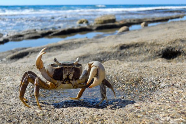 Charlie the Crab