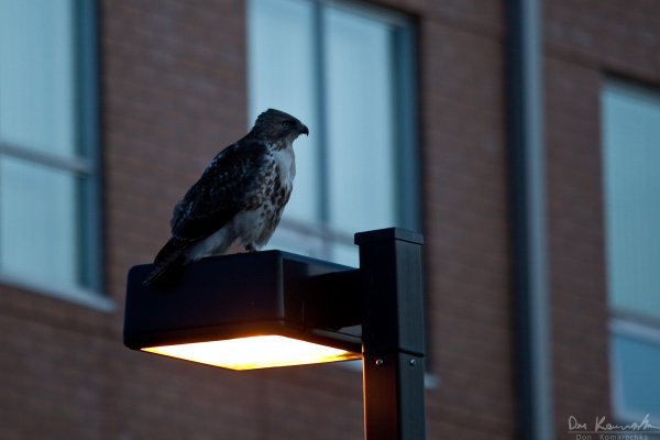 Hawk