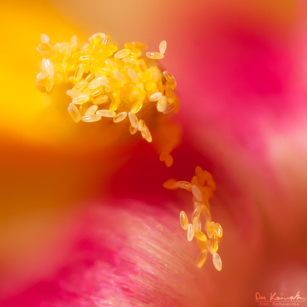 Pollen