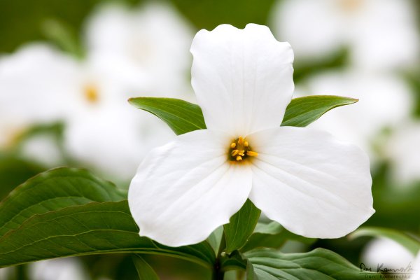 White Trillium (Trillium grandiflorum)