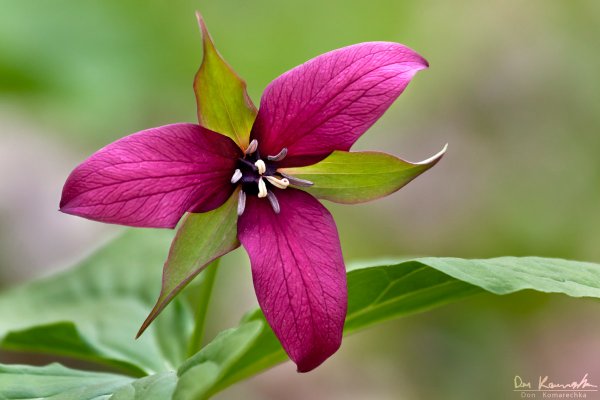 Red Trillium (Trillium erectum)