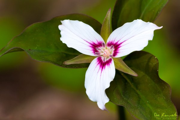Painted Trillium (Trillium undulatum)