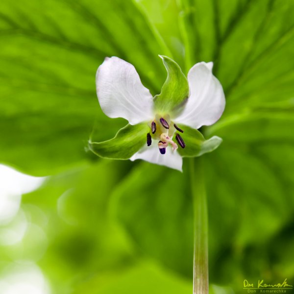 Nodding Trillium (Trillium cernuum)