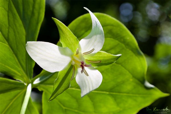 Drooping Trillium (Trillium flexipes)