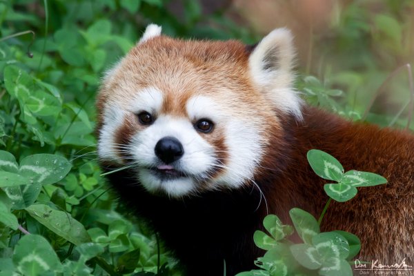 Red Panda