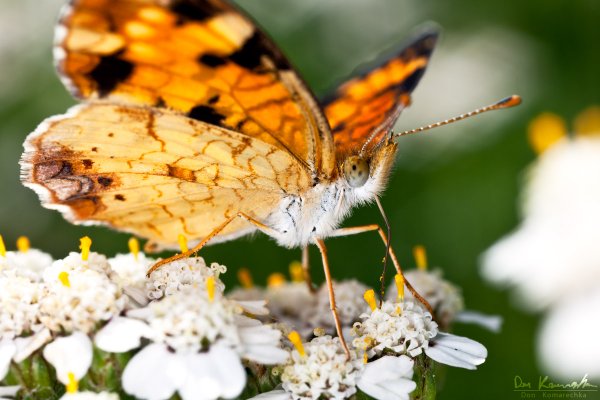Pearl Crescent