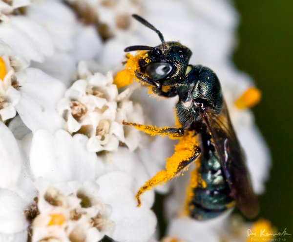 Green Wasp