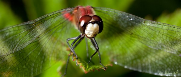 Hunter's Wings
