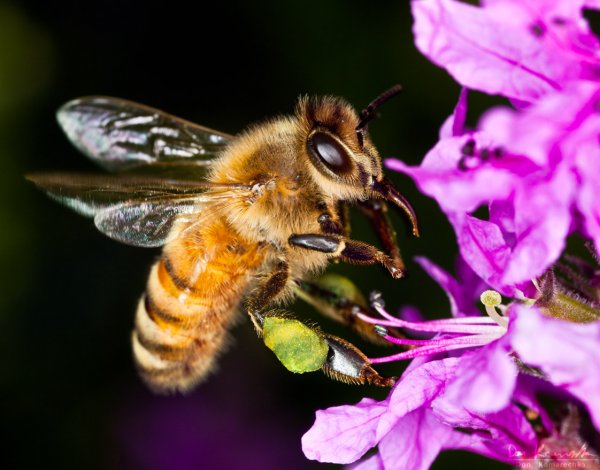 Bee's Knees