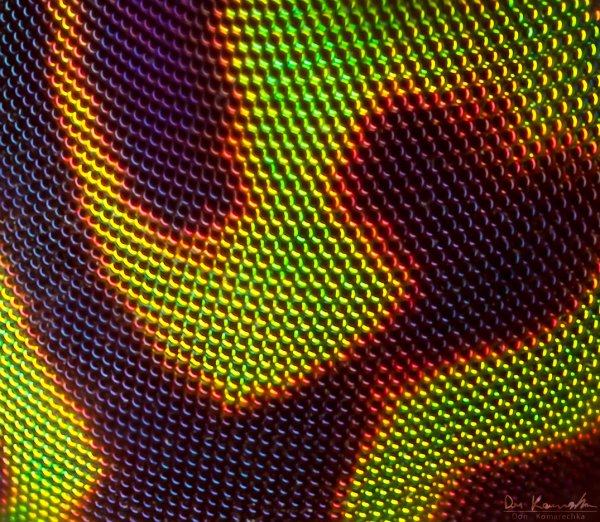 Deer Fly Eye