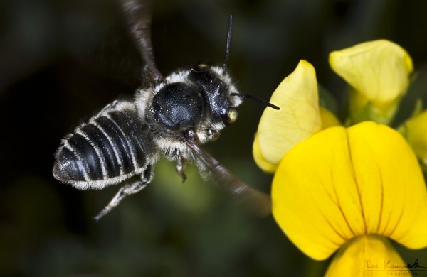 Busy Bee
