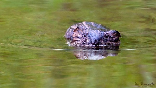 Swimming in the Forest