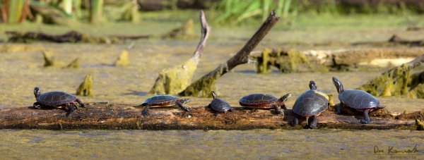 Marsh Gossip