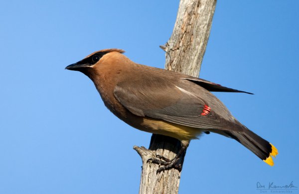 Cedar Waxwing