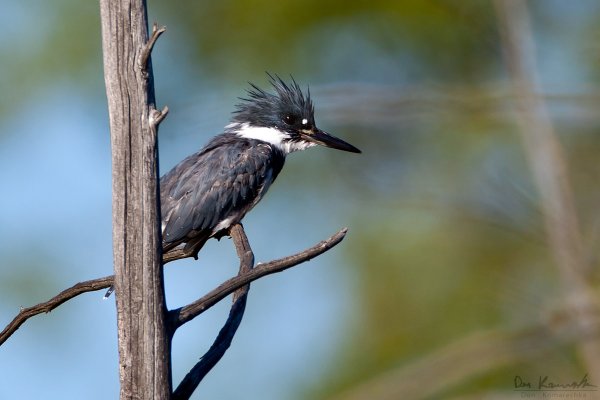 Belted Kingfisher