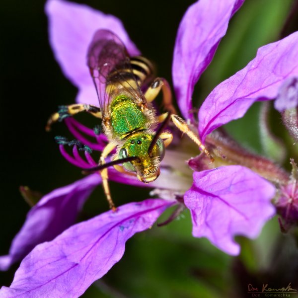 Green Sweat Bee