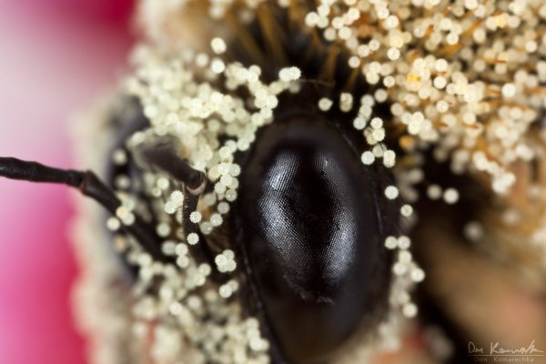 Covered in Pollen