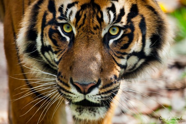 Eyes of the Tiger