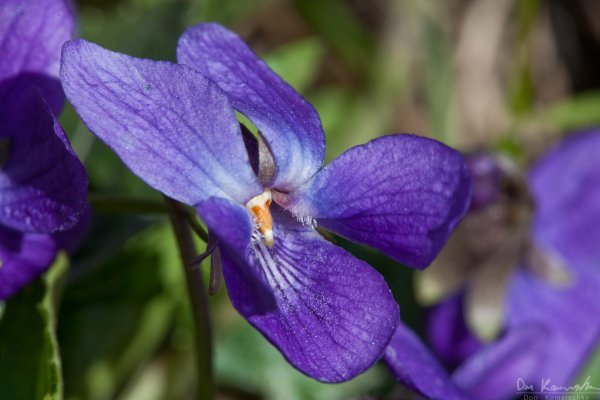 Easter Flowers