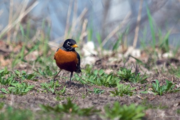 Robin on the hunt