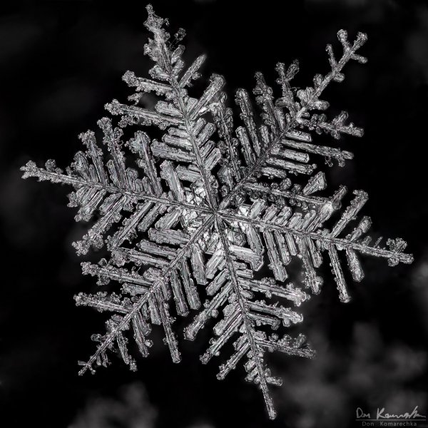 Silver Fern