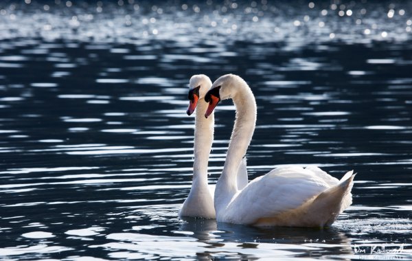 Swans in the Park