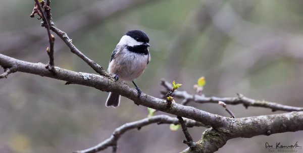 Chickadee Perch