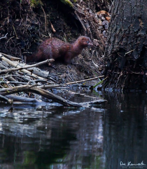 Surprise! A Mink!