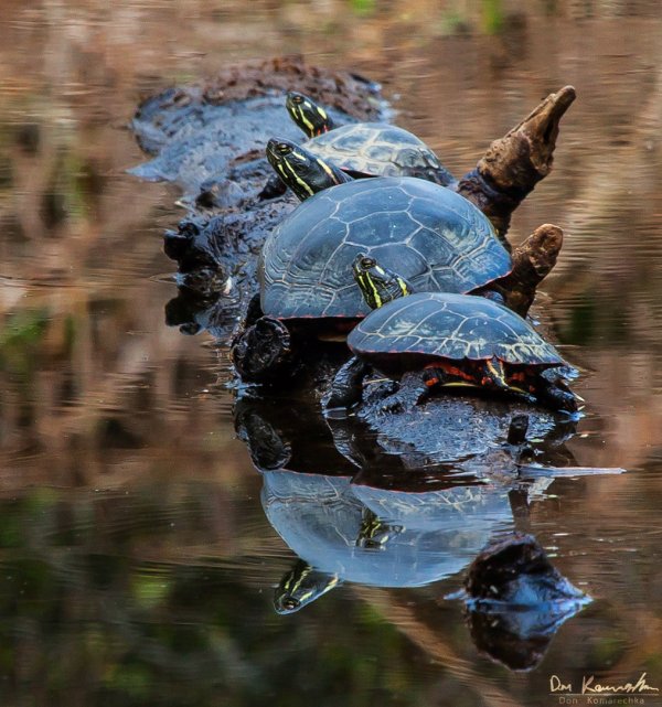 Turtles!