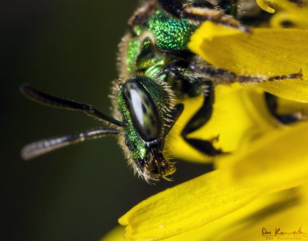 Foraging Bee