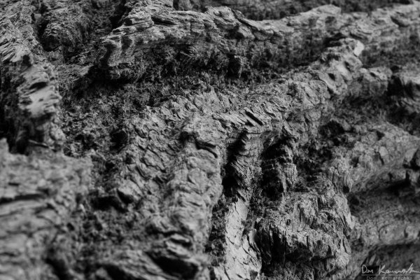 Tree bark