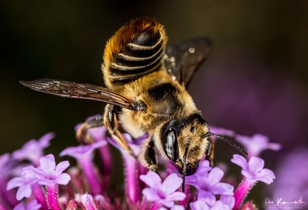 Leaf-cutter Bee