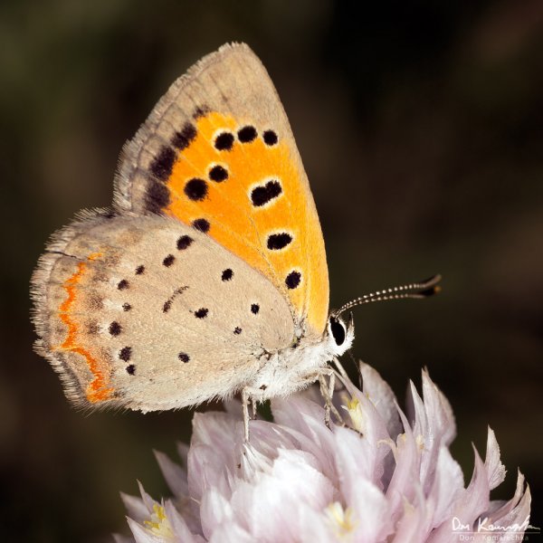 Fragile Wings