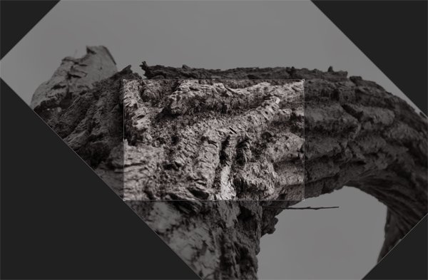 Tree bark
