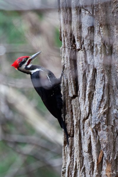 Pileated Woodpecker