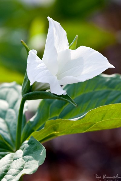 Trillium in bloom