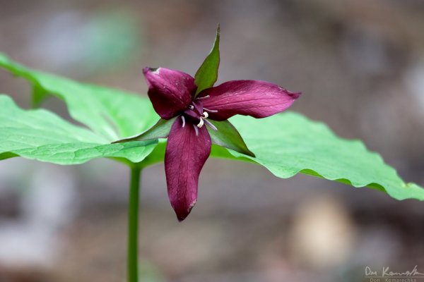 Red Trillium